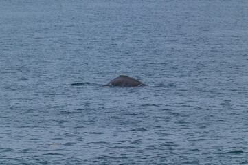 Fototapeta premium Humpback Whale Surfaces Near Ketchikan, Alaska.