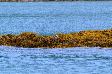 Short-Billed Gull near Ketchikan, Alaska.