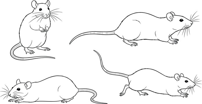 Rat and mouse line art vector set, hand drawn rodent sketch collection of animals running, standing and sniffing, black outline isolated on white background.