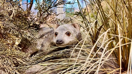 banded mongoose statues displayed inside the Sheikh Zayed Desert Learning Centre in Al Ain Zoo