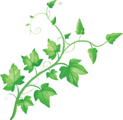 A vibrant green vine with curled tendrils and lush heart shaped leaves