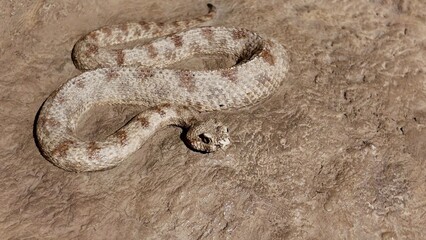  Arabian Horned Viper statues displayed inside the Sheikh Zayed Desert Learning Centre in Al Ain Zoo