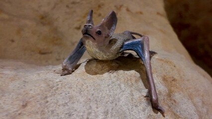 Vampire bat statues displayed inside the Sheikh Zayed Desert Learning Centre in Al Ain Zoo.