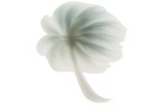White flower with soft, delicate petals and a green tinging creating an ethereal ethereal impression on a transparent background