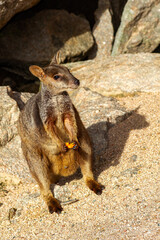 Allied Rock Wallaby (also known as a Weasel Rock-wallaby) looking for food on boulders near it's small cave. Scientific name Petrogale assimilis.