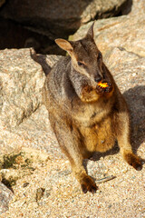 Allied Rock Wallaby (also known as a Weasel Rock-wallaby) looking for food on boulders near it's small cave. Scientific name Petrogale assimilis.