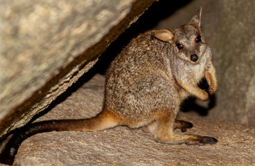 Allied Rock Wallaby (also known as a Weasel Rock-wallaby) looking for food on boulders near it's...