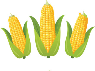 Obraz premium Three ears of vibrant yellow corn with fresh green husks displayed together