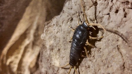 silverfish statues displayed inside the Sheikh Zayed Desert Learning Centre in Al Ain Zoo