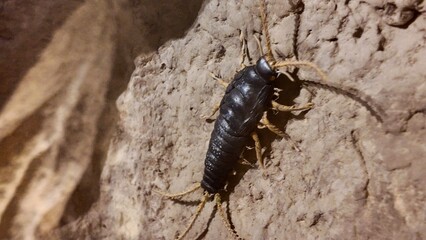 silverfish statues displayed inside the Sheikh Zayed Desert Learning Centre in Al Ain Zoo