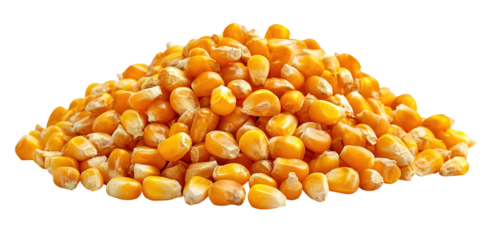 close up of corn seeds can be use as background