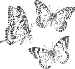 Butterfly illustration set, black and white insect drawings, detailed wing pattern art, nature sketch collection, entomology reference, vintage vector design pack