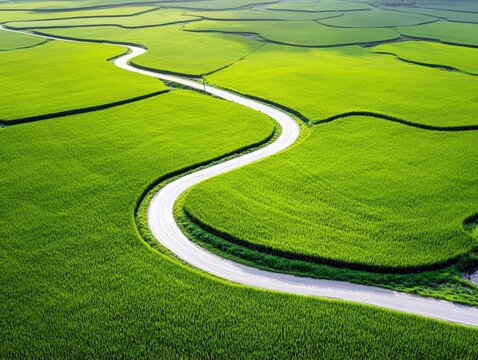 An aerial view of a winding road cutting through lush, green rice paddies, creating a picturesque landscape. - Powered by Adobe