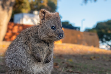 Adorable baby quokka (Setonix brachyurus), Rottnest Island, Western Australia