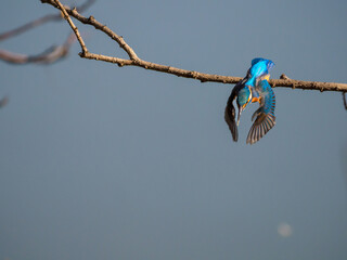 獲物を見付けて飛び出したカワセミ