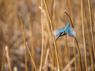 獲物を見付けて飛び出したカワセミ