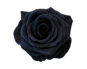 Dark navy blue rose bloom with white outline isolated on a transparent background