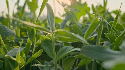 green grass with dew drops