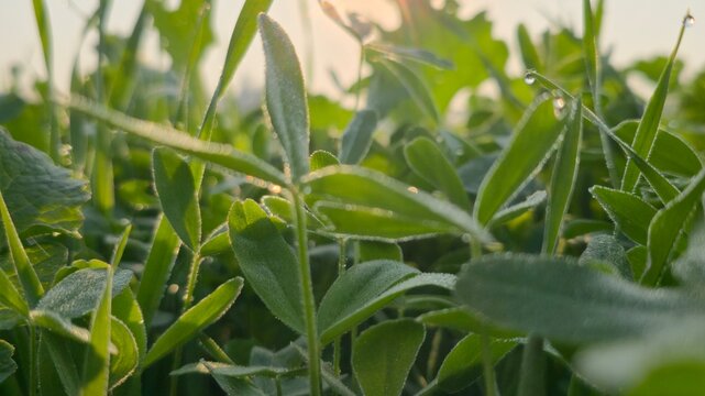green grass with dew drops - Powered by Adobe