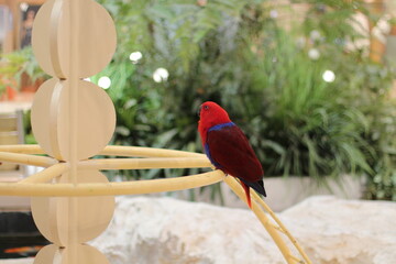 Vibrant red and blue eclectus parrot perched on a decorative structure