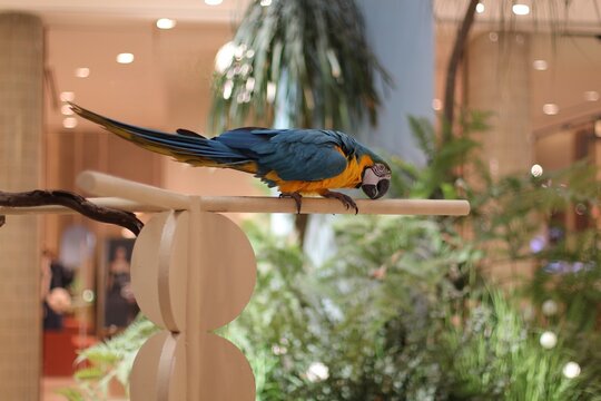 Blue-and-yellow macaw perched on a wooden stand in a bright interior
