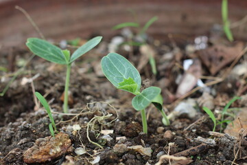 Young cucumber seedlings emerging from the soil in a garden setting