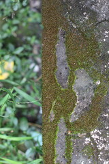 Close-up of moss growing on a weathered stone surface with green foliage