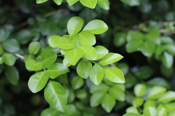 Close-up of vibrant green leaves on a tree branch in natural sunlight