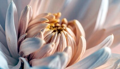 A macro shot of a pale pink and white chrysanthemum flower, revealing its delicate petals and yellow center in soft, diffused light.