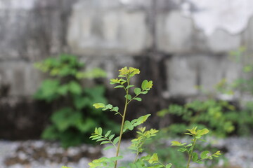 Young plant with green leaves growing in front of a weathered concrete wall