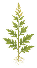 Fototapeta premium Mugwort herb with flowers, isolated botanical illustration, watercolor style