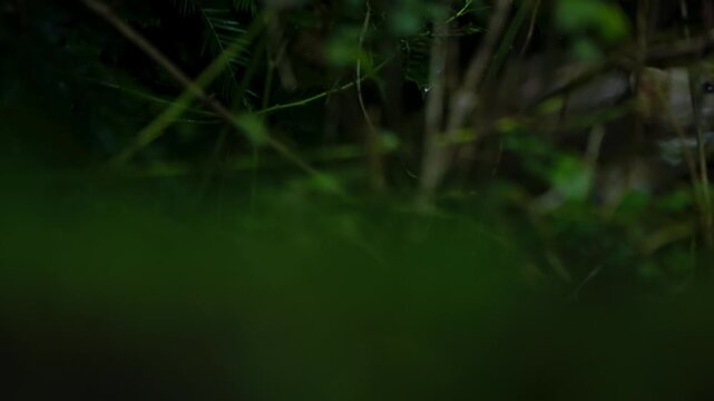 Beech marten emerging from dense ferns, slow motion clip in lush Drenthe forest