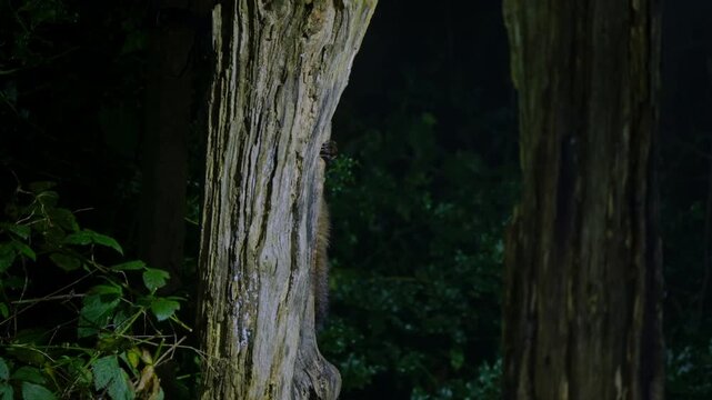A beech marten standing alert between tree trunks in the dark forest of Drenthe