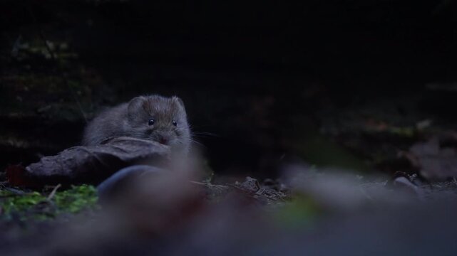 Bank vole scurries past mossy log in forest in slow motion, Netherlands woodland environment