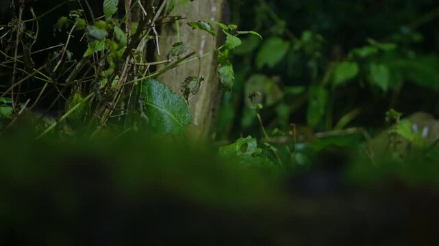 Stunning forest of polecat moving through tall grass near clearing, Drenthe