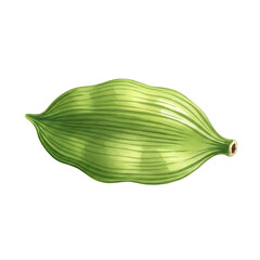 Watercolor Botanical Illustration of Green Cardamom Pods Isolated on White Background