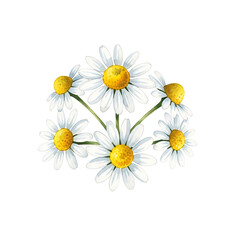 Watercolor Illustration of Daisies, Isolated on White Background, Floral Clipart, High Quality, Nature Art