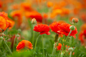 Fototapeta premium a field of buttercups