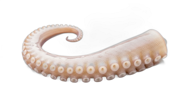 A single fresh raw octopus tentacle with suckers isolated on a clean white background. PNG Transparent