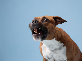 A staffordshire terrier captured mid-bark with an open mouth on a soft blue background. The close angle highlights facial detail and emotion of the dog.