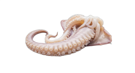 Fresh raw octopus tentacle with prominent suckers isolated on a white background. PNG Transparent