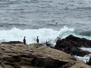 Cormorant on Rocks at Point Joe Pebble Beach California Photo