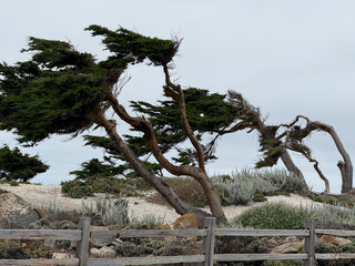 Windblown Cypress Trees at Restless Sea Pebble Beach California Photo