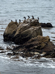 Cormorant on Rocks at Restless Sea Pebble Beach California Photo