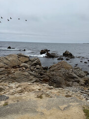 Cormorant on Rocks at Restless Sea Pebble Beach California Photo