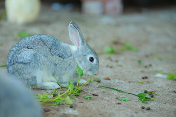 rabbit on the grass