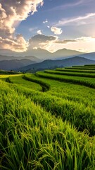 Fototapeta premium Lush, tiered rice fields bask in golden hour light, under a sky with dramatic clouds and distant blue mountains