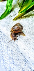 Snail crawling on a textured surface