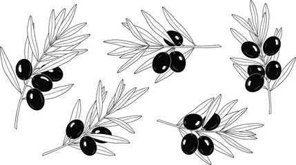 Black and white olive branches, hand drawn botanical sketch, vector illustration set, isolated Mediterranean food elements for label design.