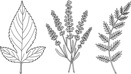 Hand drawn botanical collection, lavender flowers, fern branch, jagged leaf, black and white vector illustration, isolated nature elements for design.